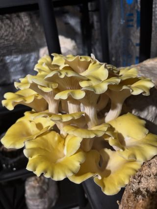 Citronové nikdy není dost ❤️🥰 #houbelec #hliva #citronova #eko#houbovafarma