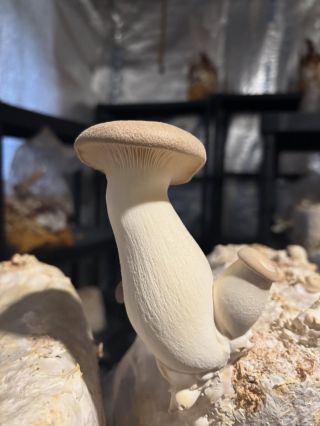 Hlíva královská 👑 #houbelec #kingoystermushroom # hlívakrslovska #houbovafarma #domacipestovani