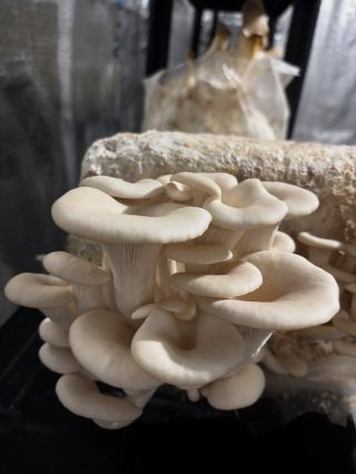 Hlíva ústřičná- odrůda Blanc Prémiová bílá odrůda s jemnou máslovou chutí a pevnou masitou strukturou. Tvoří husté, čistě...