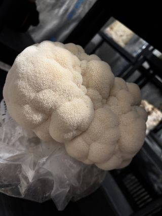 Korálovec ježatý ❤️ Už jste ho ochutnali? 🍄‍🟫 #houbelec #lionsmane #koralovec #houbovafarma #domacipestovani