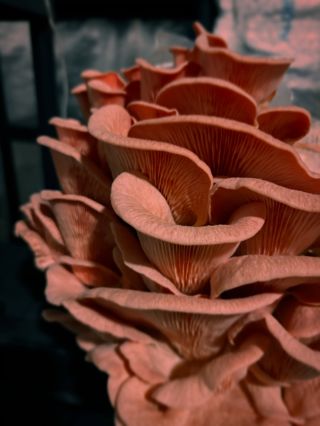 Hlíva růžová 🍄‍🟫 #houbelec #hliva #pinkoystermushrooms #domacipestovani