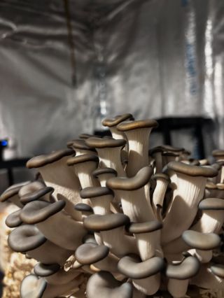 Hlíva ústřičná ✊ #houbelec #ehoubelec #domacipestovani