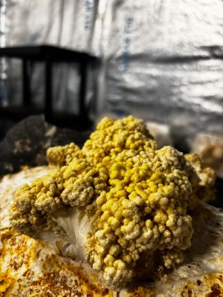 Absolutní začátek hlívy citronové, od tohoto momentu bude každý den větší a větší 👉 Citronová na začátku vytváří žluté...